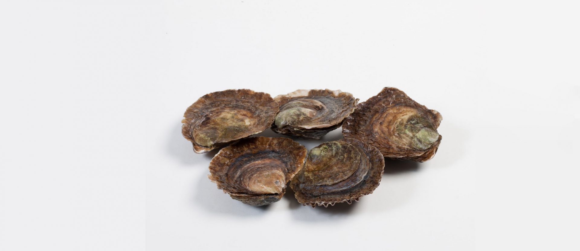 Zeeuwse platte oester - Murko Seafood