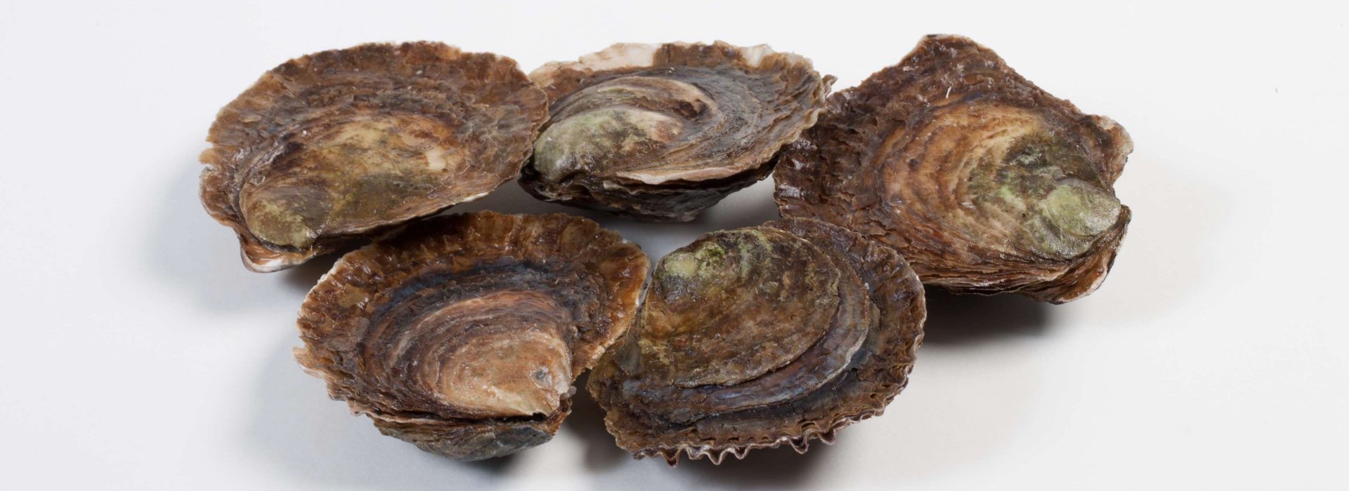 Galerij - Murko Seafood